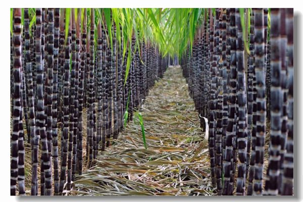 循环流化床锅炉的基本特点是什么？？？