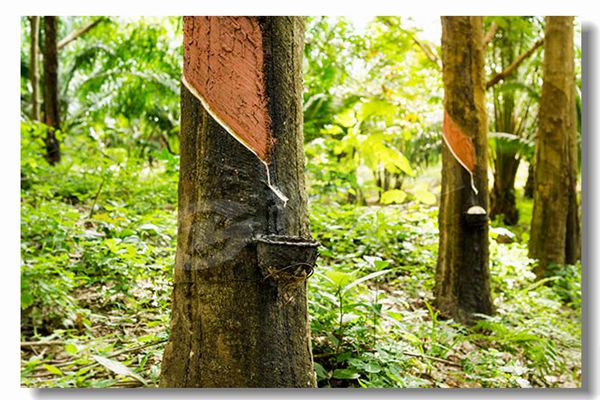 生物质颗粒锅炉几多钱？
